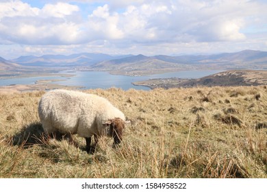 Sheep Grazing In The Ring Of Kerry