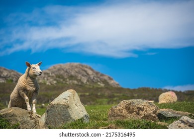 The sheep grazing in the rural Welsh landscape near Whitesands Bay - Shutterstock ID 2175316495