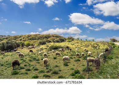 Sheep Grazing, Sardinia, Italy