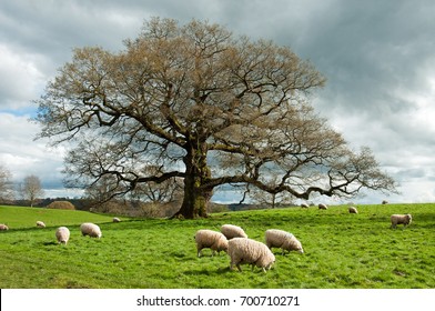 Sheep Grazing Under An Old English Oak Tree.