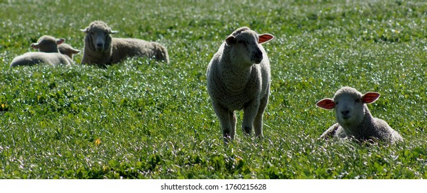 Sheep Grazing  In Upper Sacramento Valley