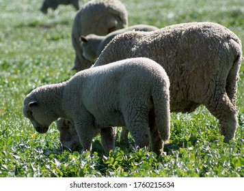 Sheep Grazing  In Upper Sacramento Valley