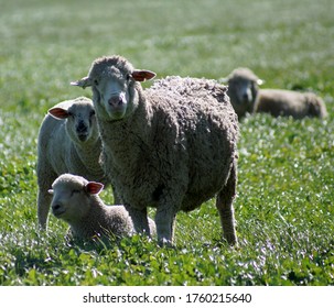 Sheep Grazing  In Upper Sacramento Valley