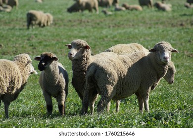 Sheep Grazing  In Upper Sacramento Valley