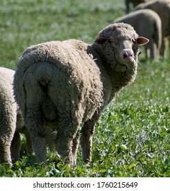 Sheep Grazing  In Upper Sacramento Valley