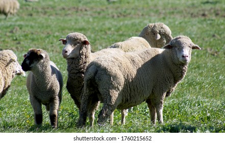 Sheep Grazing  In Upper Sacramento Valley