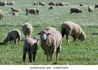 Sheep Grazing  In Upper Sacramento Valley