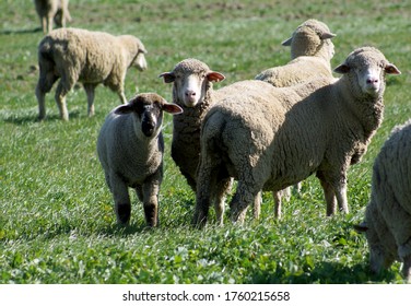 Sheep Grazing  In Upper Sacramento Valley