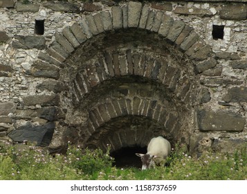 Sheep grazing while sheltering from rain at Lime Kiln in County Antrim, N. Ireland