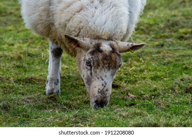 Sheep Grazing In The Winter Sun. In The Bedfordshire Countryside