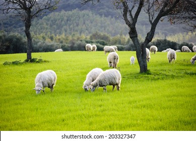 Sheep grazing/Colorful pastures at the end of autumn