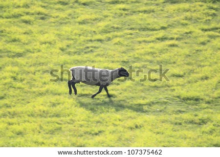 Similar – Image, Stock Photo The last unicorn Nature