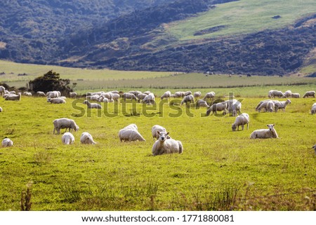 Similar – Sheep on the mountain pasture