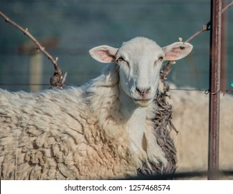 Sheep Hard Stare