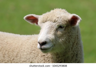 Sheep Head Portrait Stock Photo 1045293808 | Shutterstock