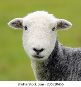 Sheep Head Portrait Stock Photo 206818456 