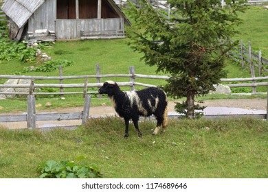 Sheep Heard Feeding In Green Meadow Valley