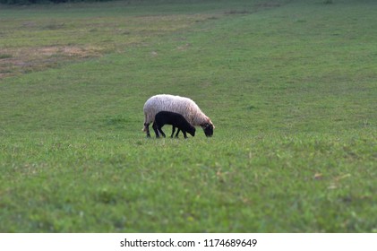 Sheep Heard Feeding In Green Meadow Valley