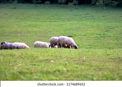 Sheep Heard Feeding In Green Meadow Valley