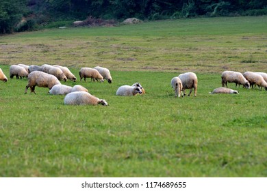 Sheep Heard Feeding In Green Meadow Valley