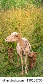 Sheep Heard, Mother Protecting Lambs