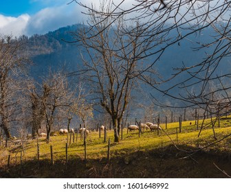 A Sheep Heard In A Mountain Village