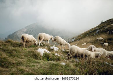 Sheep Heard Running On Mountain Top