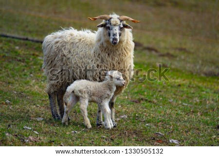 Similar – Schönes Lamm neben seiner Mutter