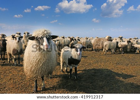 Similar – Sheep in winter in snow with thick fur