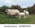 Sheep with her two lambs