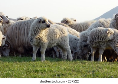 sheep herd - Shutterstock ID 257522