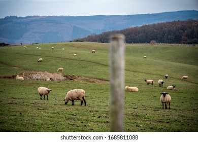 Sheep herd grazing on a field near Gemünd in the Eifel region