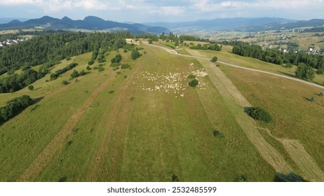 Sheep herd grazing on hillside beside road - Powered by Shutterstock