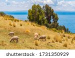 Sheep herd grazing on Isla Taquile Island in an indigenous Quechua village with a view over the Titicaca Lake, Peru.