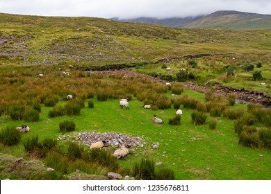 Sheep Herd, Great Western Greenway Trail, Ireland