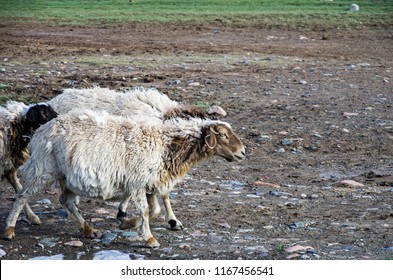 carnivorous sheep