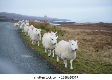 Sheep Herd In Highland Panorama Landscape