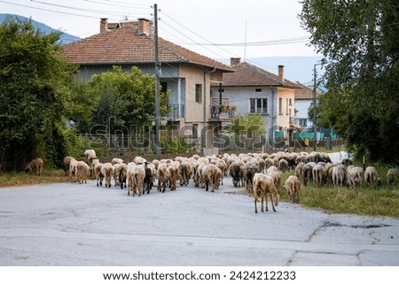 Sheep herd on the way from pasture to the stable in a small village in Bulgaria. Houses along the street. High quality photo