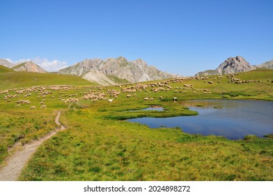 Un troupeau de moutons au col de Néal dans le parc régional du Queyras, Alpes, France