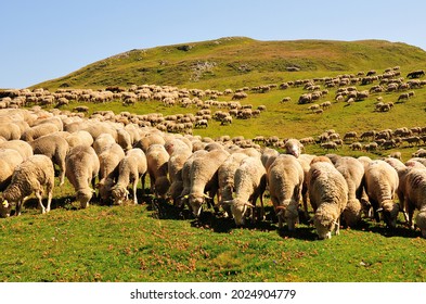 Un troupeau de moutons au col de Néal dans le parc régional du Queyras, Alpes, France