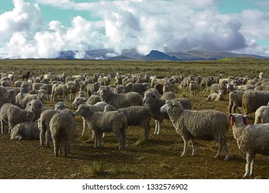 Sheep herd in Peruvian Highland - Powered by Shutterstock