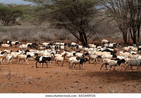 Sheep Herd Savannah North Kenya Stock Photo (Edit Now) 665648926