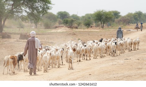 Sheep Herder With Herd Of Sheep In Village In Desert Countryside. Chad N'Djamena Travel, Located In Sahel Desert And Sahara. Hot Weather In Desert Climate On The Chari River.