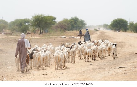 Sheep herder with herd of sheep in village in desert countryside. Chad N'Djamena travel, located in Sahel desert and Sahara. Hot weather in desert climate on the Chari river.