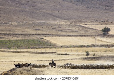 A Sheep Herder On The Steppe  Turkey, Central Anatolia Region 