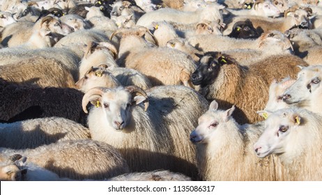 Sheep herding in Iceland