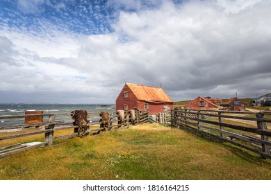 Sheep hides haning over a fence, Falkland Islands