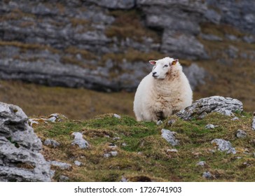 Sheep High Up In The Burren