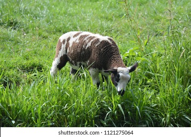 sheep in the highgrass