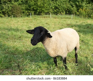Sheep of Highland Black-faced breed (dorper)